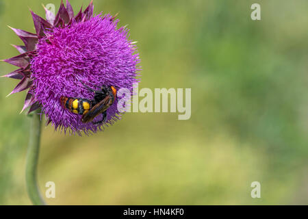scoliid wasp (Scolia hirta, Scolia hirta hirta), sits on a flower