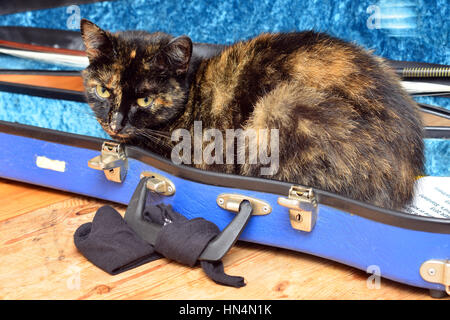 Cat sitting in blue violin case Stock Photo
