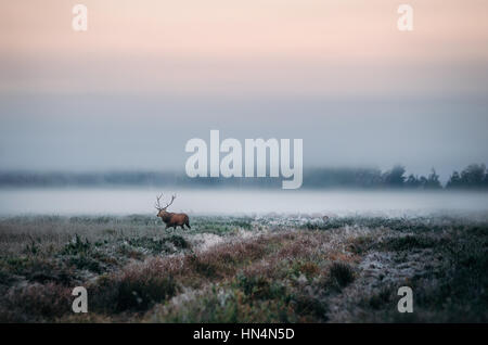 Beautiful red deer stag on the snowy field near the foggy misty forest landscape in autumn in Belarus. Stock Photo