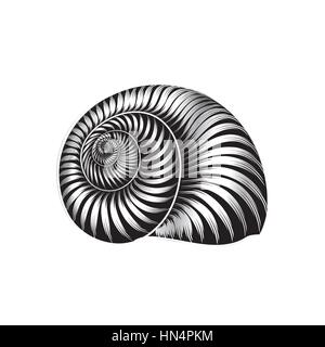 Seashell ingraved vector illustration isolated on white background. Stock Vector
