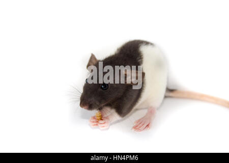 the decorative rat isolated on a white background close up Stock Photo