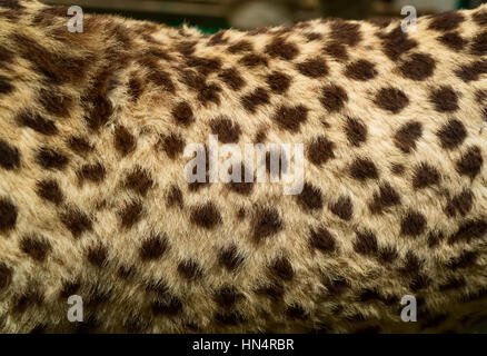 Leopard fur background Stock Photo