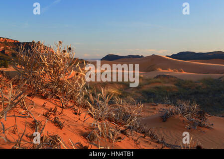A landscape featuring reddish sand dunes captured in Coral Pink Sand Dunes State Park in southern Utah. Stock Photo