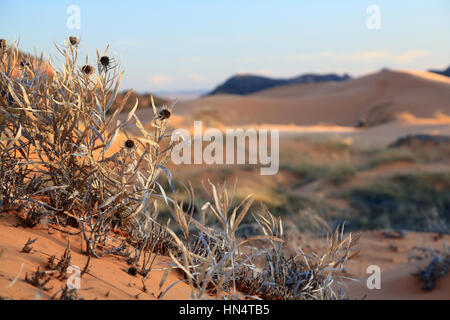 A landscape featuring reddish sand dunes captured in Coral Pink Sand Dunes State Park in southern Utah. Stock Photo