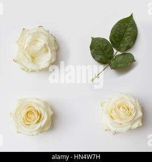 Three white roses and green leaves represented over white background. Decoration may be used as post card in Valentine's Day. Stock Photo