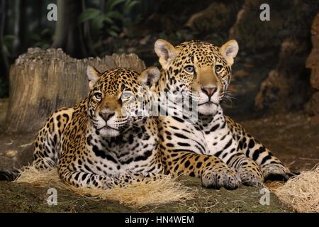 Jaguars sitting sitting side by side Stock Photo