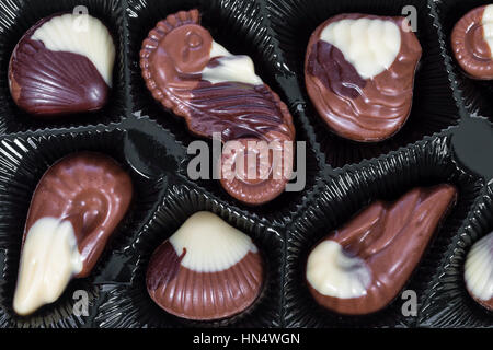 Tray of Belgian bonbons shaped as seashells Stock Photo