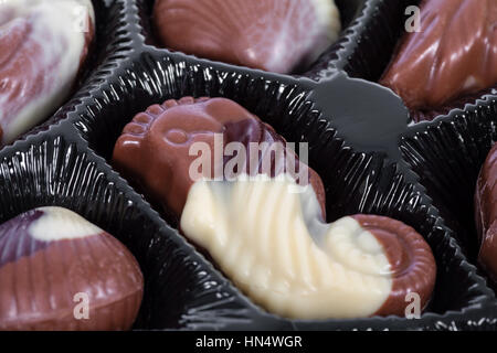 Tray of Belgian bonbons shaped as seashells Stock Photo
