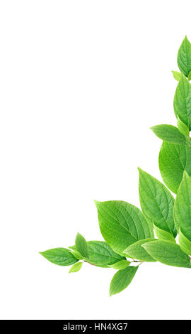 Nice border made from freshness green leaves on white background Stock Photo