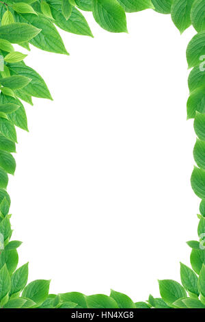 Nice picture frame made from freshness green leaves Stock Photo