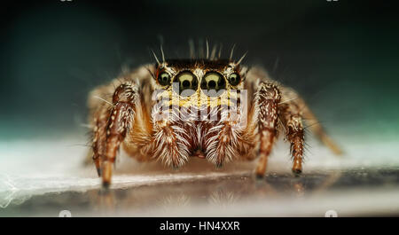 extreme macro of spiders with amqazing colors and sharpeness Stock Photo