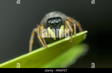 extreme macro of spiders with amqazing colors and sharpeness Stock Photo