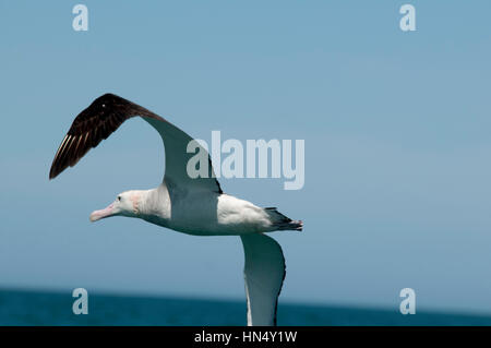 Wandering Albatros flying over the waves of the Pacific Ocean near the coast of Kaikoura in New Zealand.  Ein Wanderalbatros fliegt über den Wellen de Stock Photo