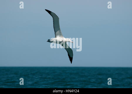 Wandering Albatros flying over the waves of the Pacific Ocean near the coast of Kaikoura in New Zealand.  Ein Wanderalbatros fliegt über den Wellen de Stock Photo