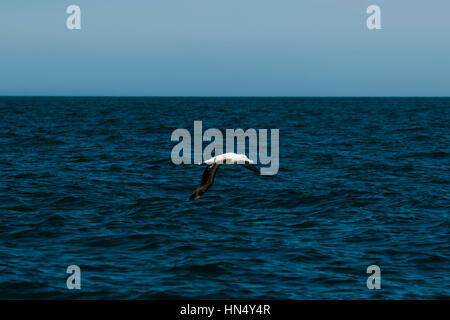 Wandering Albatros flying over the waves of the Pacific Ocean near the coast of Kaikoura in New Zealand.  Ein Wanderalbatros fliegt über den Wellen de Stock Photo