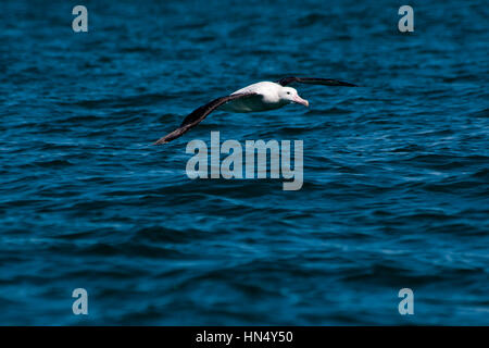 Wandering Albatros flying over the waves of the Pacific Ocean near the coast of Kaikoura in New Zealand.  Ein Wanderalbatros fliegt über den Wellen de Stock Photo