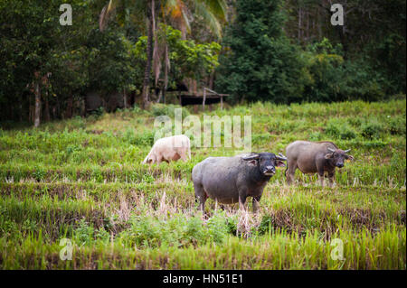 Water buffalo in Laos, SA Asia Stock Photo