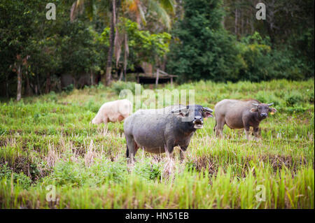 Water buffalo in Laos, SA Asia Stock Photo