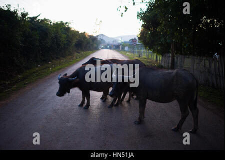 Water buffalo in Laos, SA Asia Stock Photo