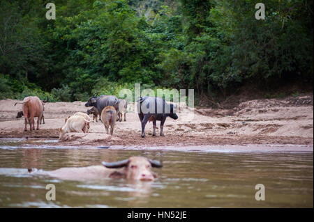 Water buffalo in Laos, SA Asia Stock Photo