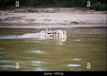 Water buffalo in Laos, SA Asia Stock Photo