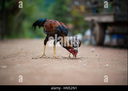 Chicken in the streets of Laos Stock Photo