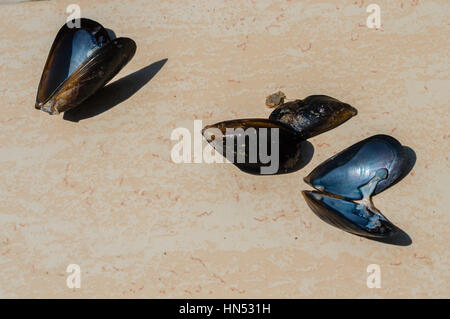 Empty fresh mussel shells on the floor Stock Photo