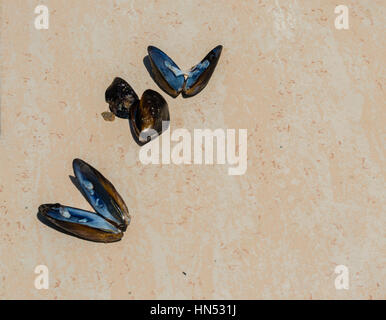 Empty fresh mussel shells on the floor Stock Photo