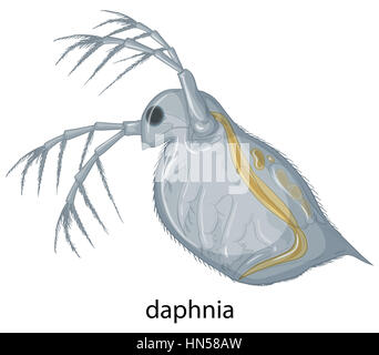 Daphnia on white background illustration Stock Photo