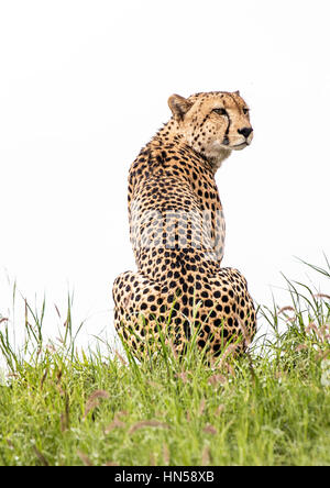 Cheetah watching for prey from top of a mound