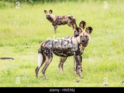 Wild Dogs about to hunt impala during the Emerald season Stock Photo