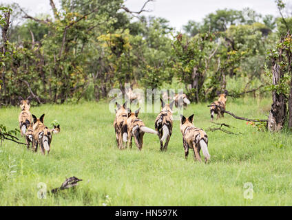 Wild Dogs hunting impala during the Emerald season Stock Photo