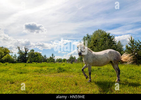 Beautiful white horse on pasture with green grass on bright sunny spring day Stock Photo