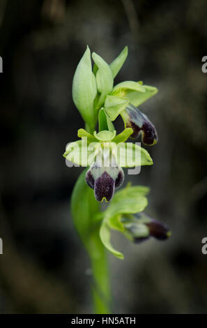 Sombre bee orchid , Ophrys fusca, Andalusia, Spain Stock Photo