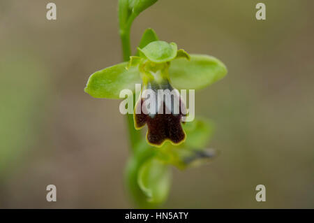 Sombre bee orchid , Ophrys fusca, Andalusia, Spain Stock Photo