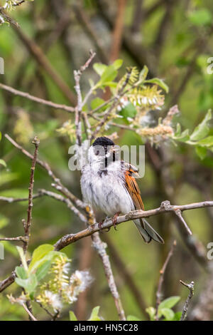 Reed bunting on a branch of a shrub in spring Stock Photo