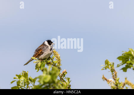 Reed Bunting sits in a tree top Stock Photo