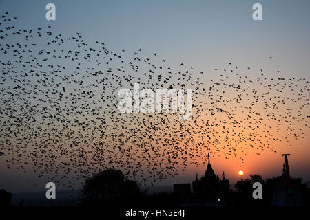 FLOCKING BEHAVIOR OF BIRDS Stock Photo