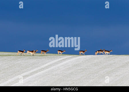 Fallow deer (Dama dama) herd crossing field in the snow in winter Stock Photo