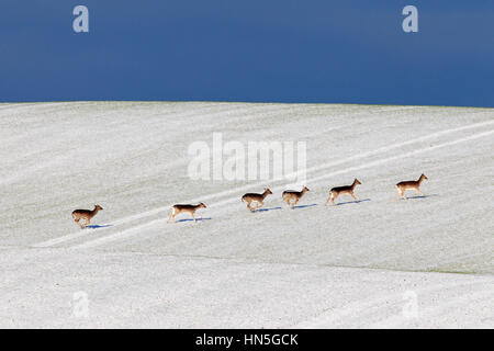 Fallow deer (Dama dama) herd crossing field in the snow in winter Stock Photo