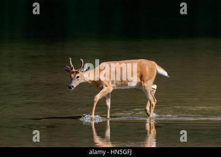 Whitetail deer / white-tailed deer (Odocoileus virginianus), young buck with antlers covered in velvet in shallow water of lake, Canada Stock Photo