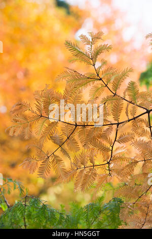 Metasequoia glyptostroboides - Dawn redwood tree needles in autumn Stock Photo