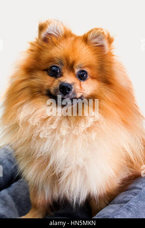pet dog red Pomeranian close up, background