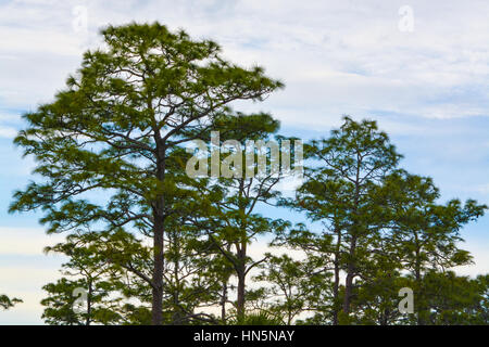 Pine trees at Hillsborough River State Park, Florida, USA Stock Photo