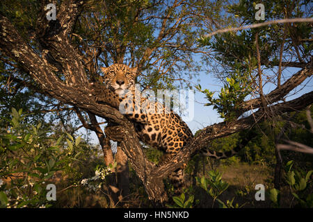 Jaguar up on a tree Stock Photo