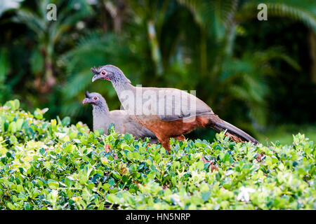 Rufous-bellied Chachalaca (Ortalis wagleri) in Vegeatation in Mexico Stock Photo