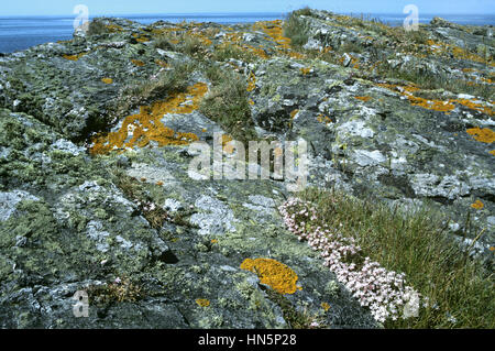 Lichens on rocky seashore Stock Photo