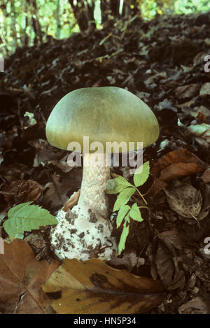 Death Cap - Amanita phalloides Stock Photo