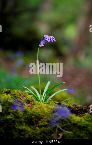 Bluebells growing in ancient woodland in England during the spring Stock Photo