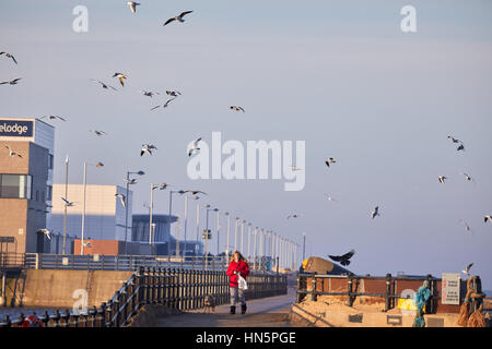 Seagulls and dog walker at Liverpool bay sunrise from New Brighton beach  Perch Rock promenade in Wallasey, Merseyside, Wirral, England, UK Stock Photo